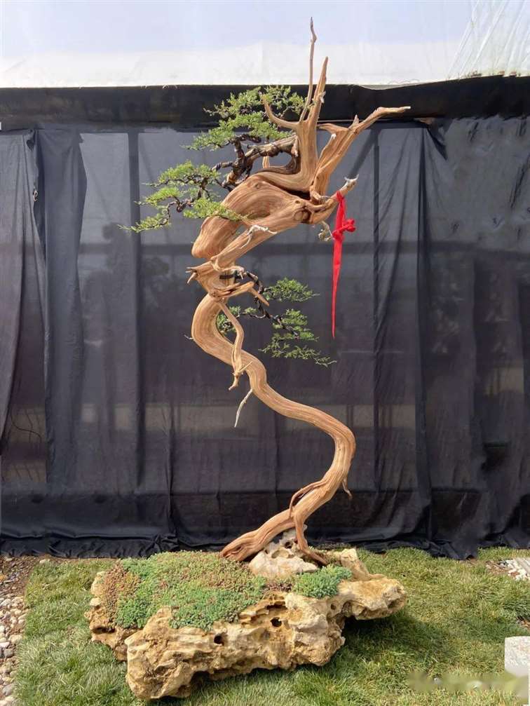 图解 徐止正怎么制作真柏盆景的21个过程