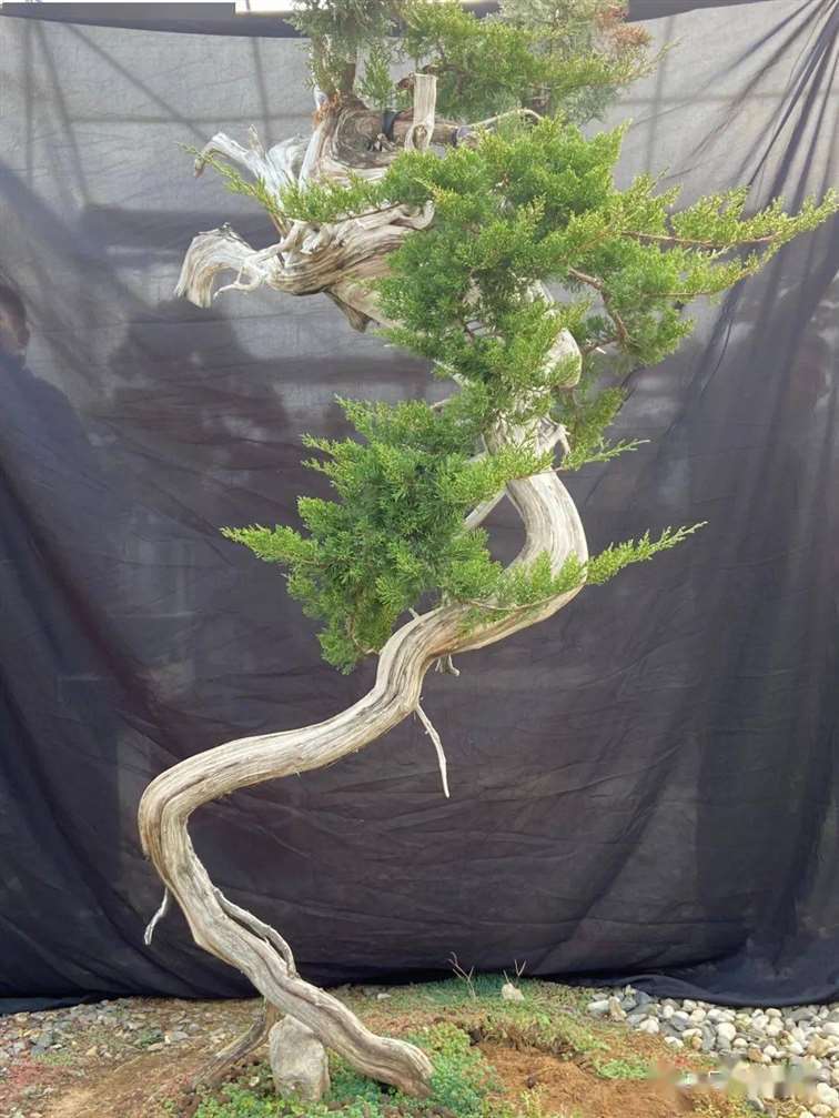 图解 徐止正怎么制作真柏盆景的21个过程