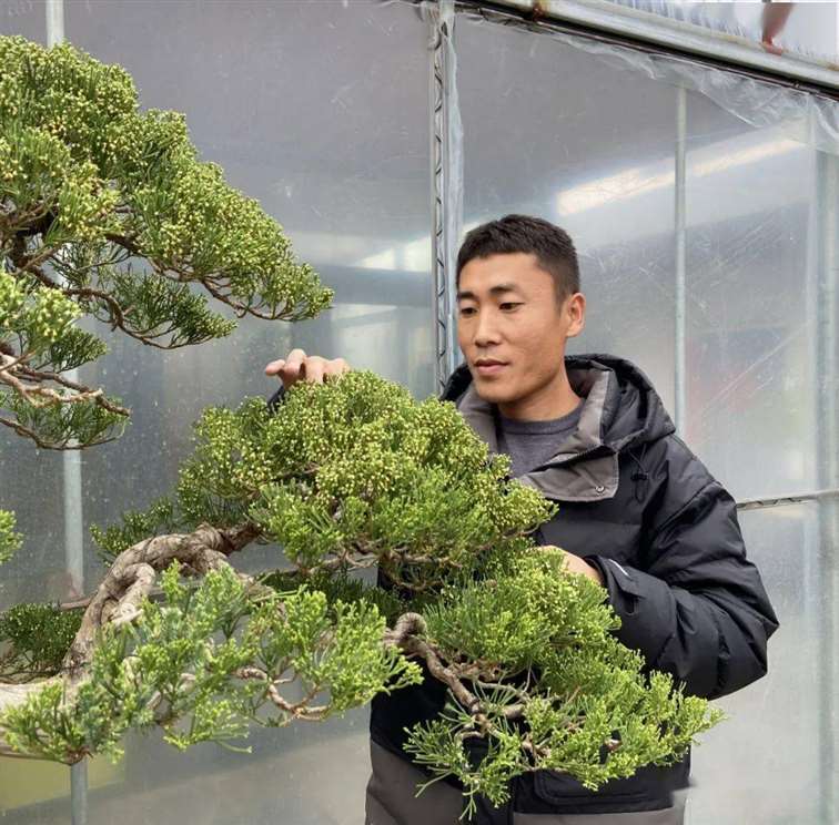 图解 徐止正怎么制作真柏盆景的21个过程