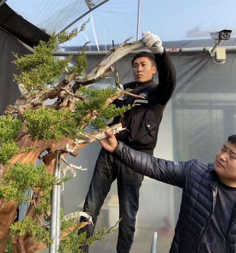 图解 徐止正怎么制作真柏盆景的21个过程