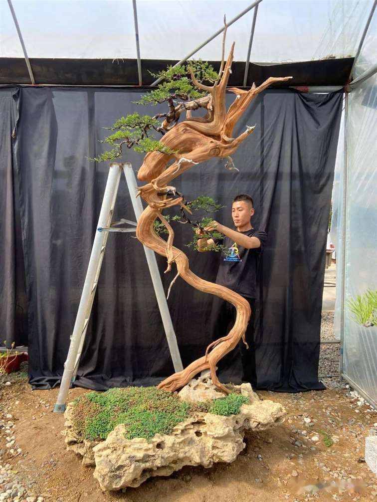 图解 徐止正怎么制作真柏盆景的21个过程