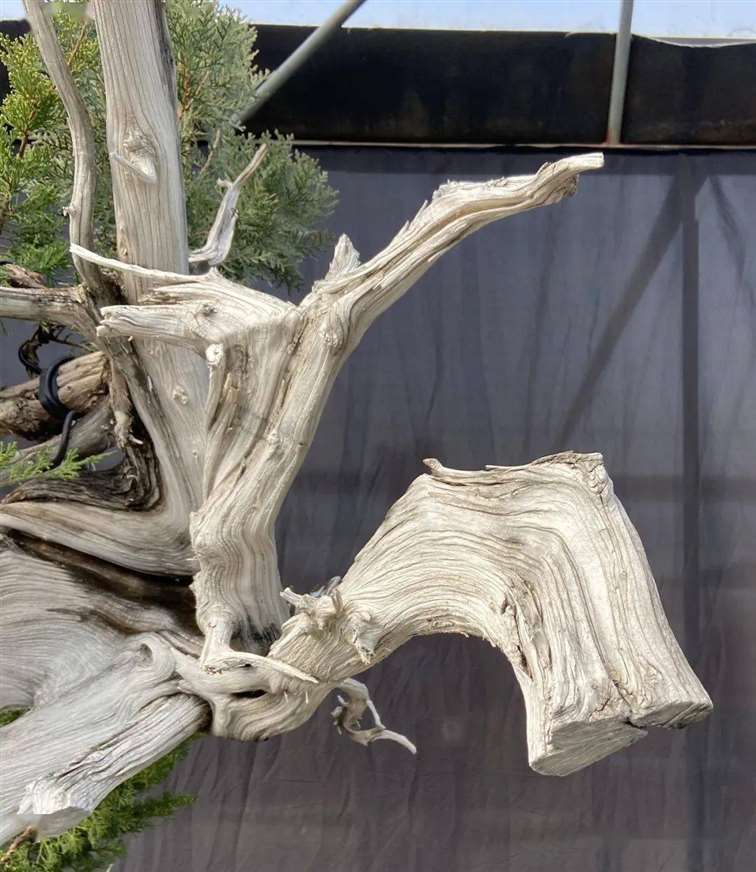 图解 徐止正怎么制作真柏盆景的21个过程