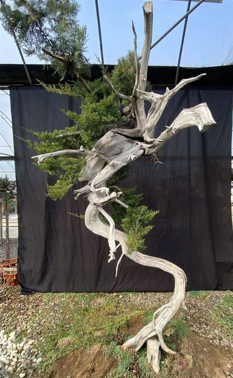 图解 徐止正怎么制作真柏盆景的21个过程