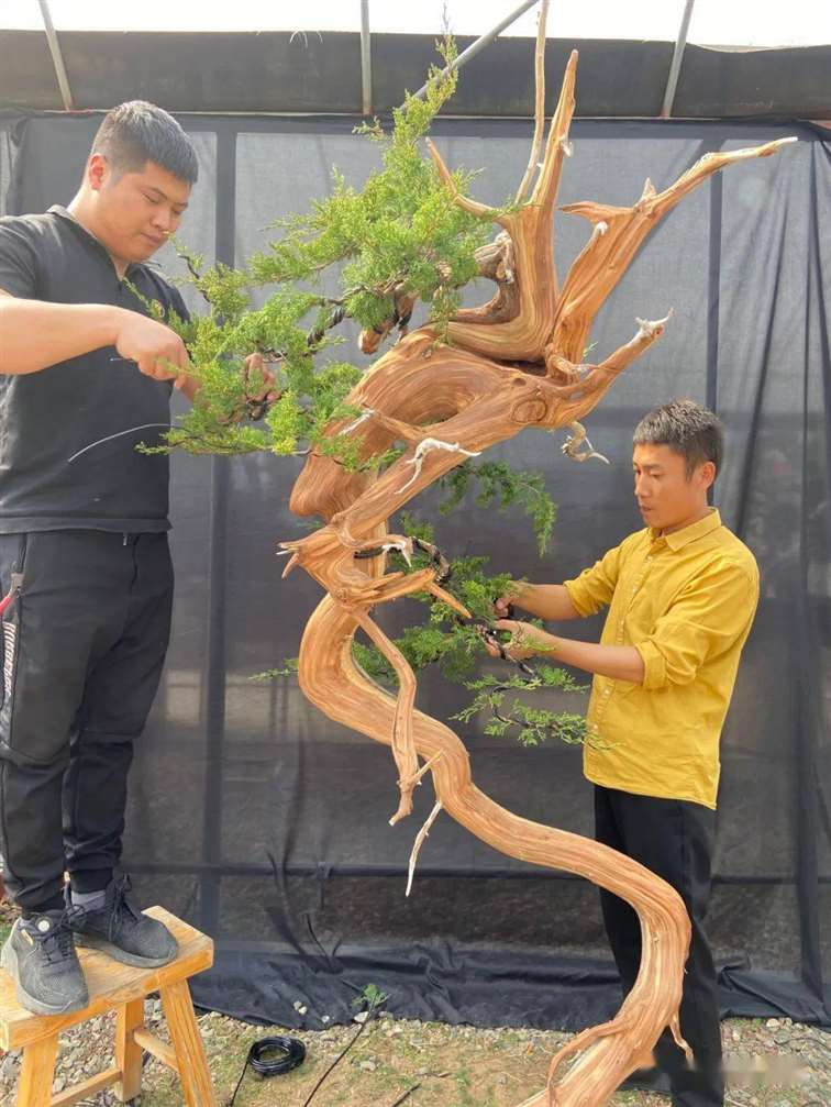 图解 徐止正怎么制作真柏盆景的21个过程