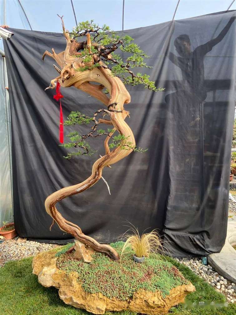 图解 徐止正怎么制作真柏盆景的21个过程