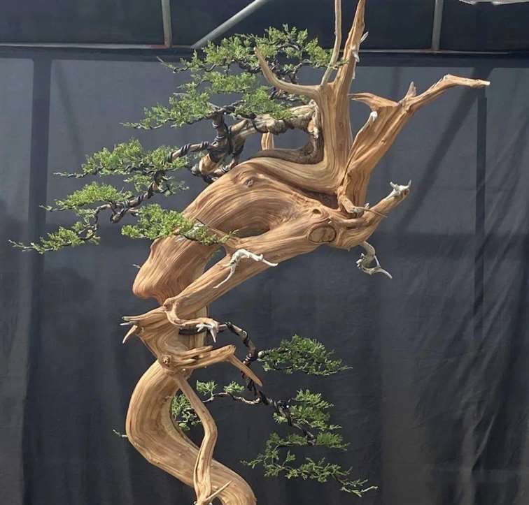 图解 徐止正怎么制作真柏盆景的21个过程