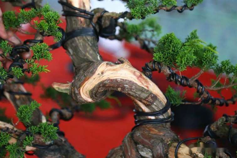 图解 张旭明怎么制作济州真柏盆景的21个过程