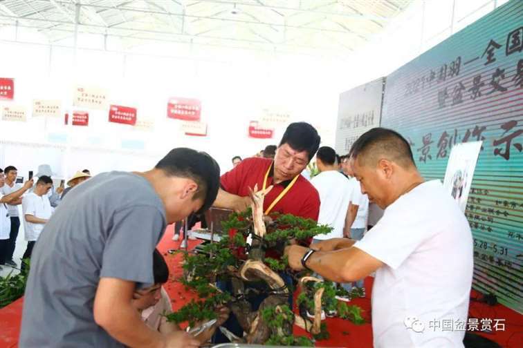 图解 张旭明怎么制作济州真柏盆景的21个过程