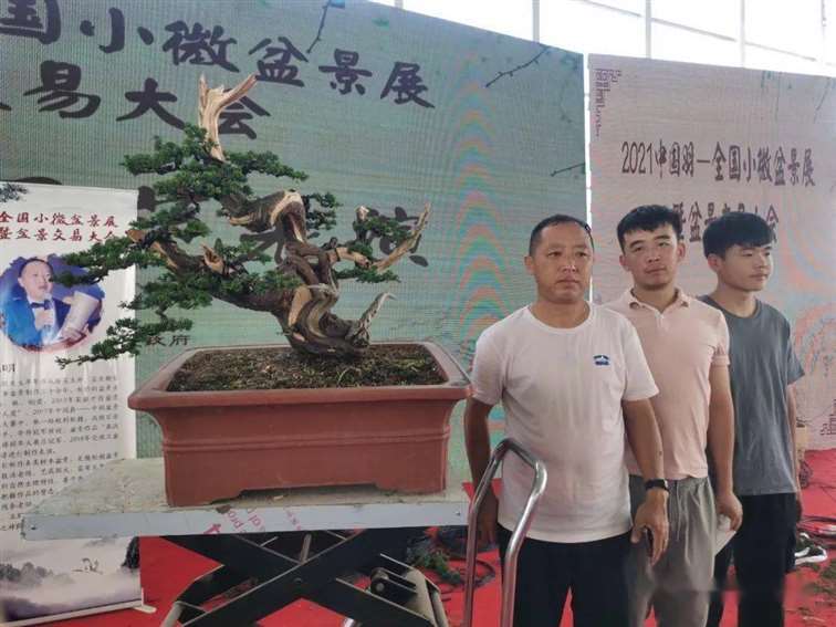 图解 张旭明怎么制作济州真柏盆景的21个过程