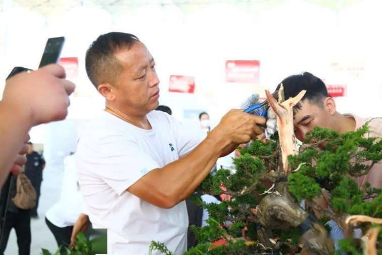 图解 张旭明怎么制作济州真柏盆景的21个过程