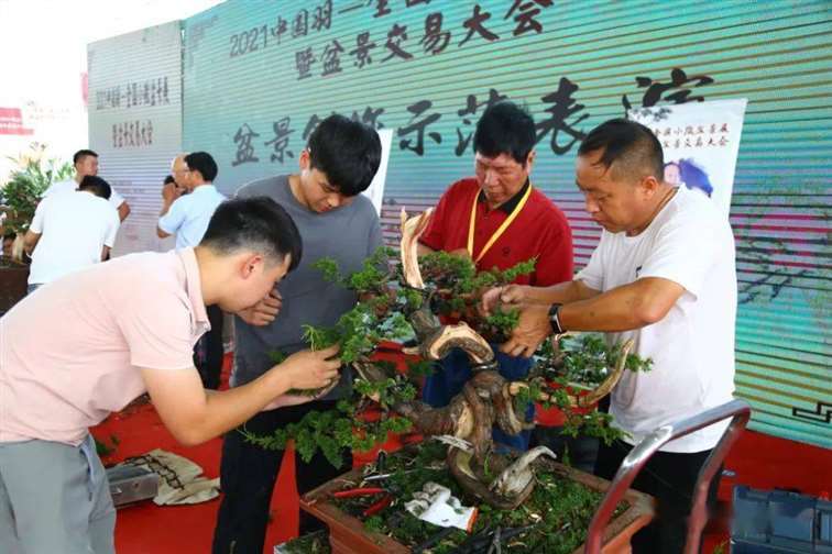 图解 张旭明怎么制作济州真柏盆景的21个过程