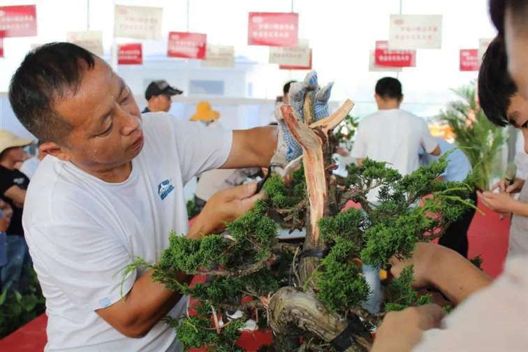 图解 张旭明怎么制作济州真柏盆景的21个过程