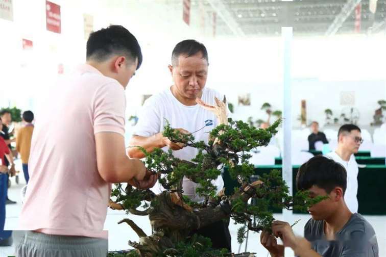 图解 张旭明怎么制作济州真柏盆景的21个过程