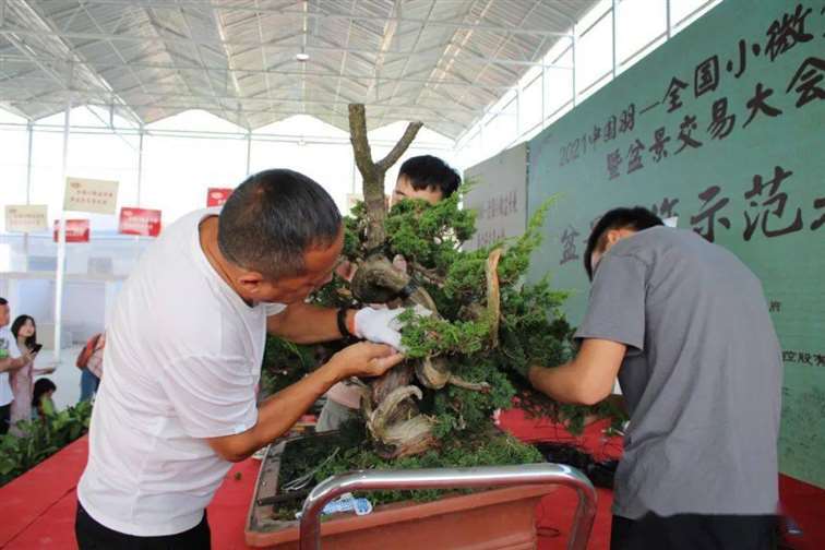 图解 张旭明怎么制作济州真柏盆景的21个过程