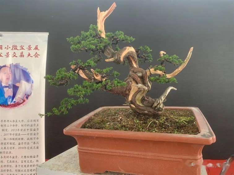 图解 张旭明怎么制作济州真柏盆景的21个过程