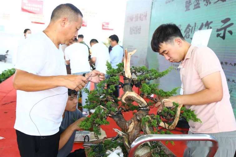 图解 张旭明怎么制作济州真柏盆景的21个过程