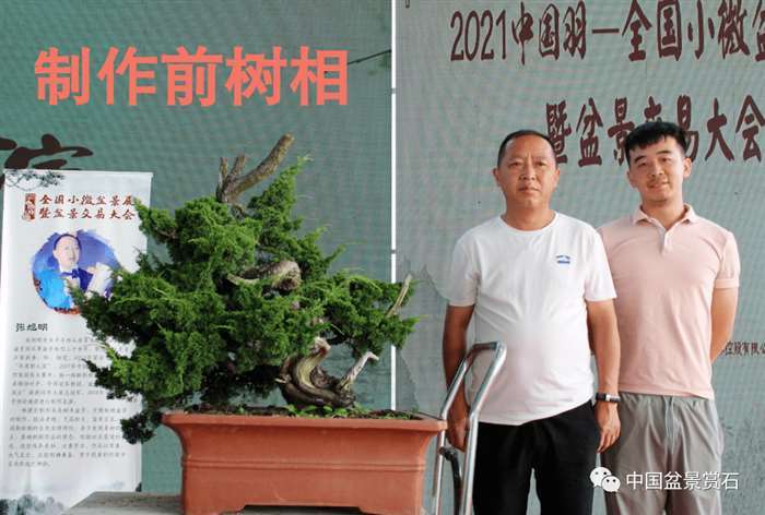 图解 张旭明怎么制作济州真柏盆景的21个过程