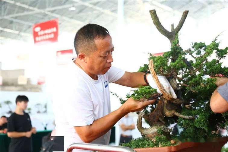 图解 张旭明怎么制作济州真柏盆景的21个过程