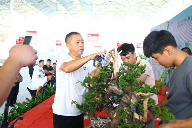 图解 张旭明怎么制作济州真柏盆景的21个过程