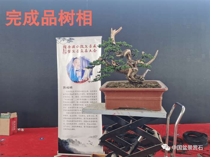 图解 张旭明怎么制作济州真柏盆景的21个过程