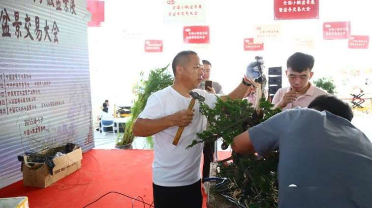 图解 张旭明怎么制作济州真柏盆景的21个过程