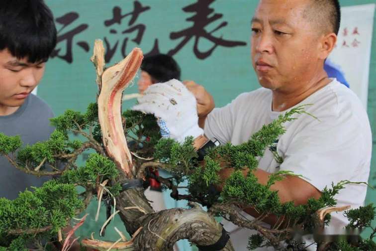 图解 张旭明怎么制作济州真柏盆景的21个过程