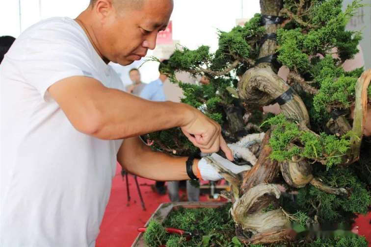 图解 张旭明怎么制作济州真柏盆景的21个过程