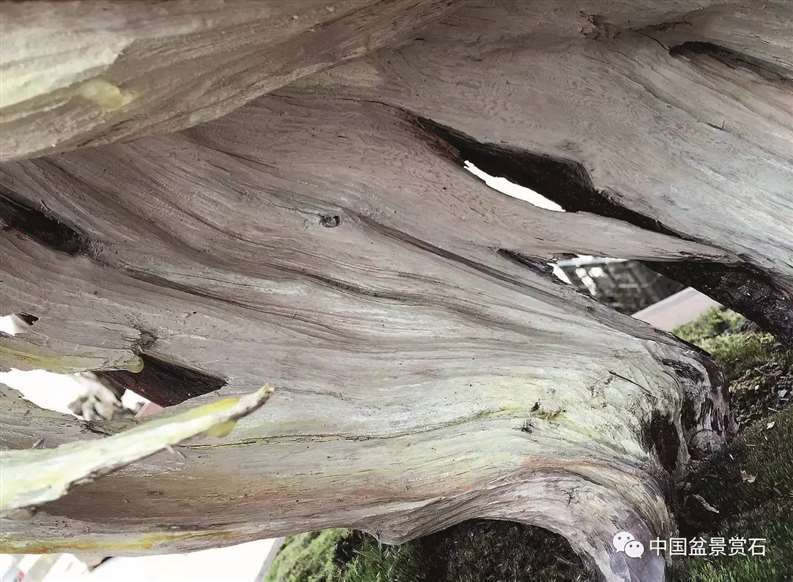 图解 陈友贵怎么制作古柏盆景的17个步骤