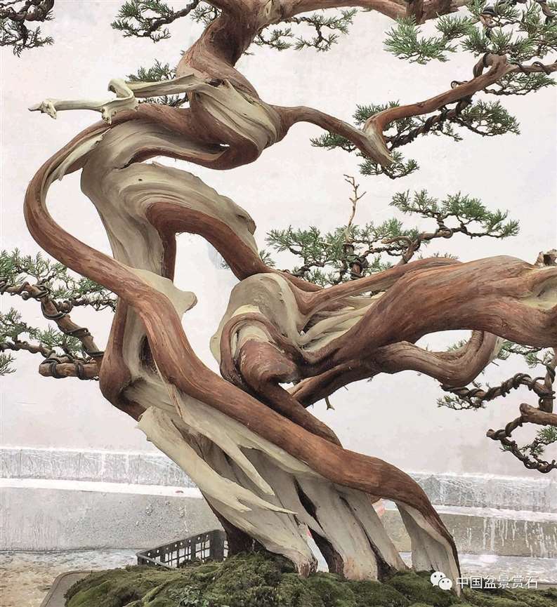 图解 陈友贵怎么制作古柏盆景的17个步骤