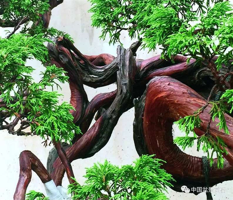 图解 陈友贵怎么制作古柏盆景的17个步骤