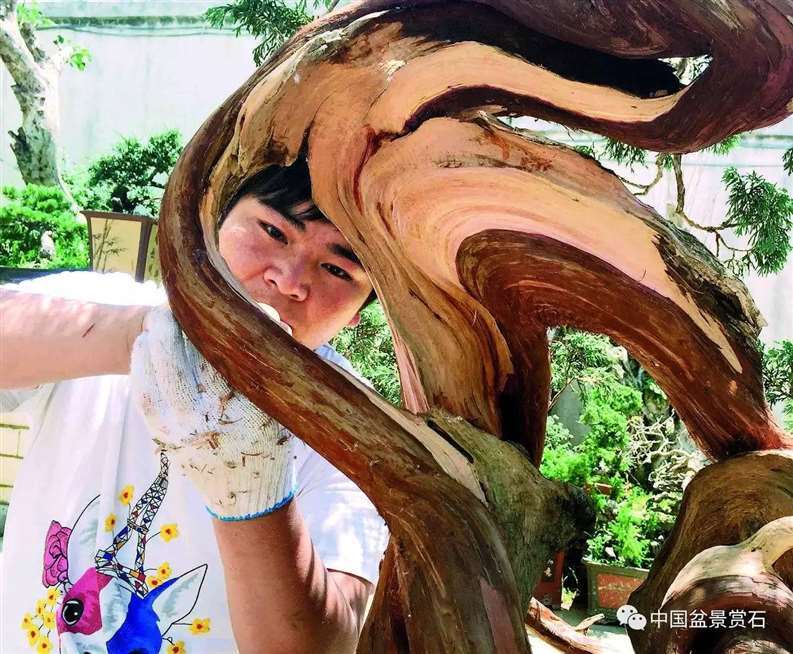 图解 陈友贵怎么制作古柏盆景的17个步骤