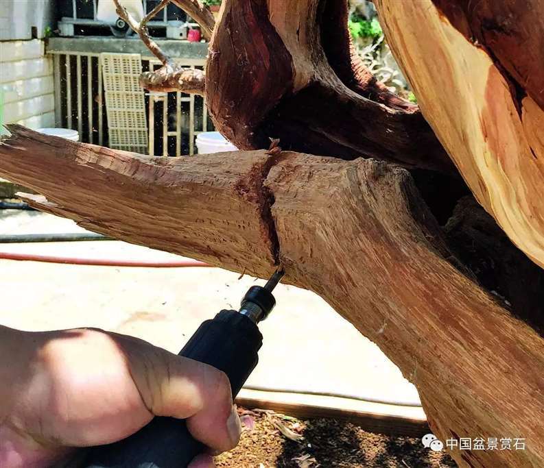 图解 陈友贵怎么制作古柏盆景的17个步骤