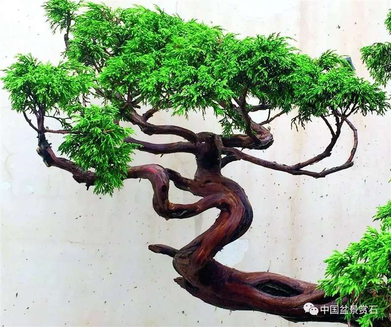 图解 陈友贵怎么制作古柏盆景的17个步骤