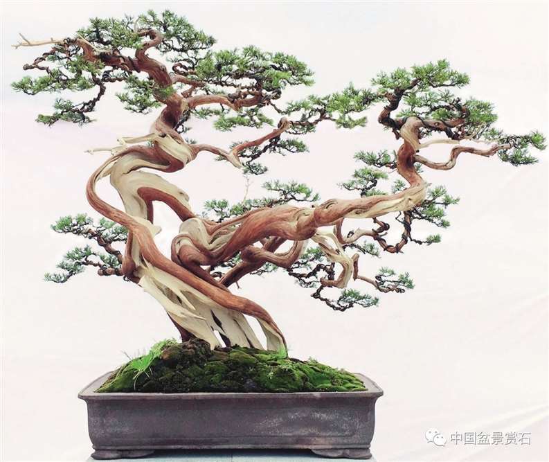 图解 陈友贵怎么制作古柏盆景的17个步骤