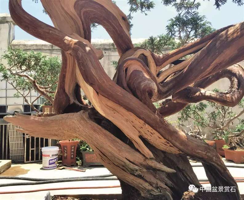 图解 陈友贵怎么制作古柏盆景的17个步骤