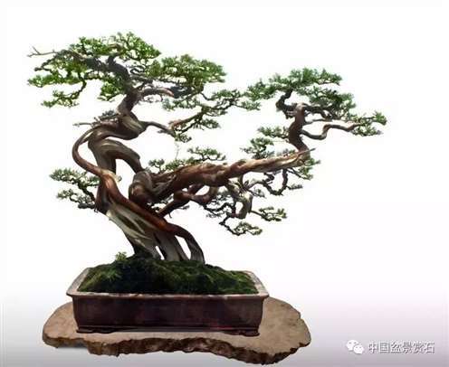 图解 陈友贵怎么制作古柏盆景的17个步骤