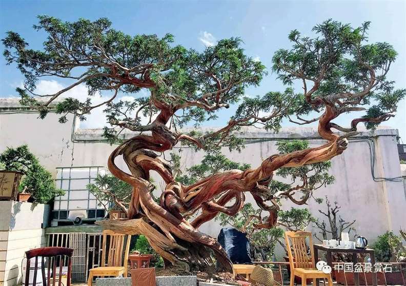 图解 陈友贵怎么制作古柏盆景的17个步骤