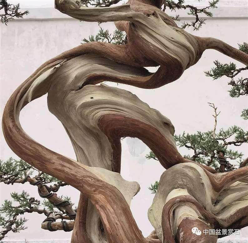 图解 陈友贵怎么制作古柏盆景的17个步骤