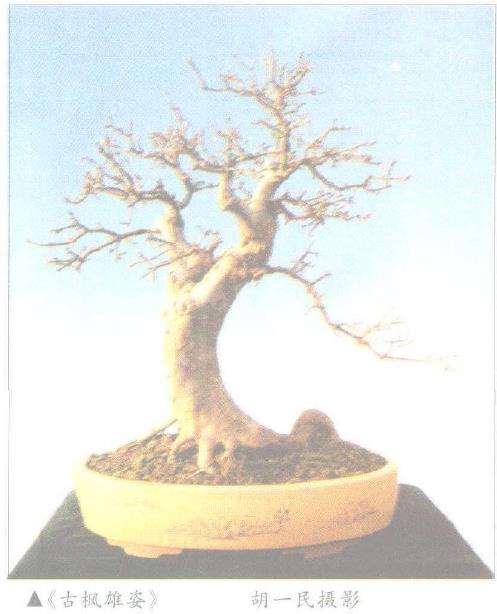 三角枫盆景怎么制作养护的6个过程