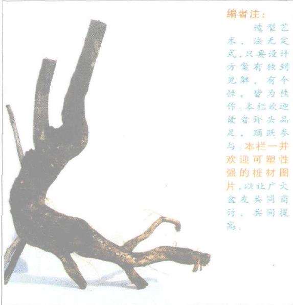 图解 朴树下山桩怎么盆景设计的3个方法