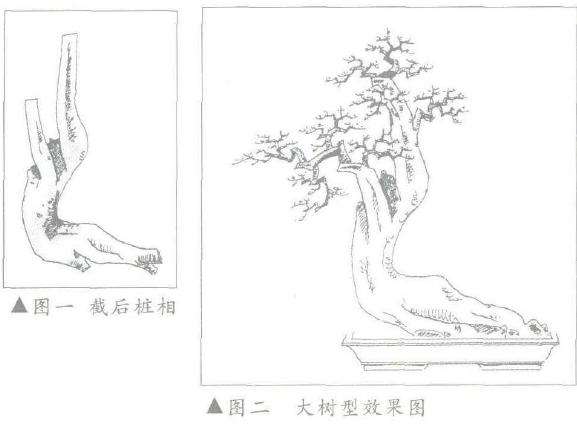 图解 朴树下山桩怎么盆景设计的3个方法