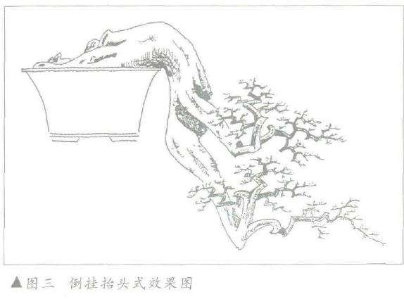 图解 朴树下山桩怎么盆景设计的3个方法