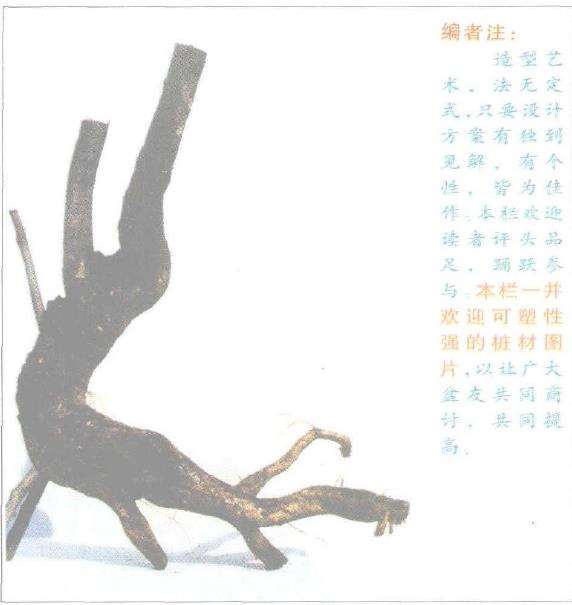 图解 朴树下山桩怎么制作苏派盆景的方法