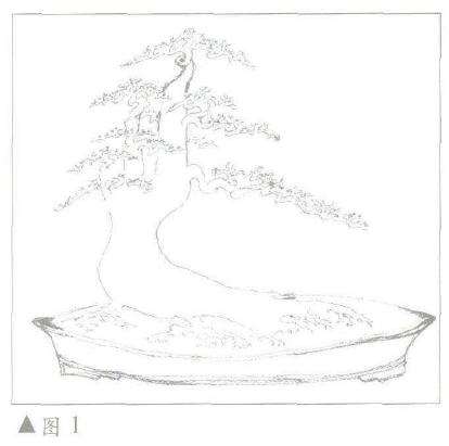 图解 朴树下山桩怎么制作苏派盆景的方法