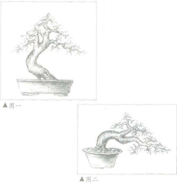 朴树盆景造型设计的过程 图片