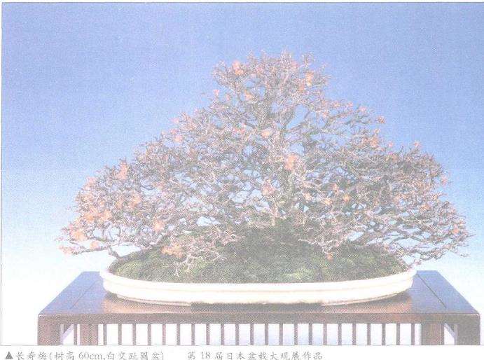 日本盆景之今昔时光的杰作 图片