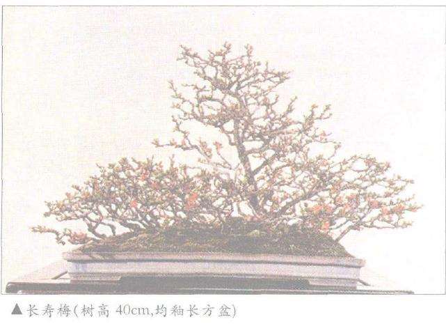 日本盆景之今昔时光的杰作 图片