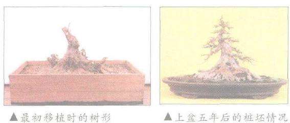 日本盆景之今昔时光的杰作 图片