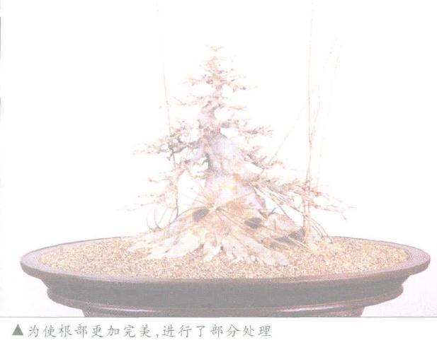 日本盆景之今昔时光的杰作 图片