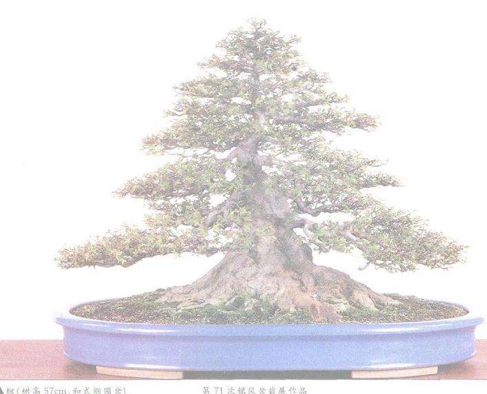 日本盆景之今昔时光的杰作 图片